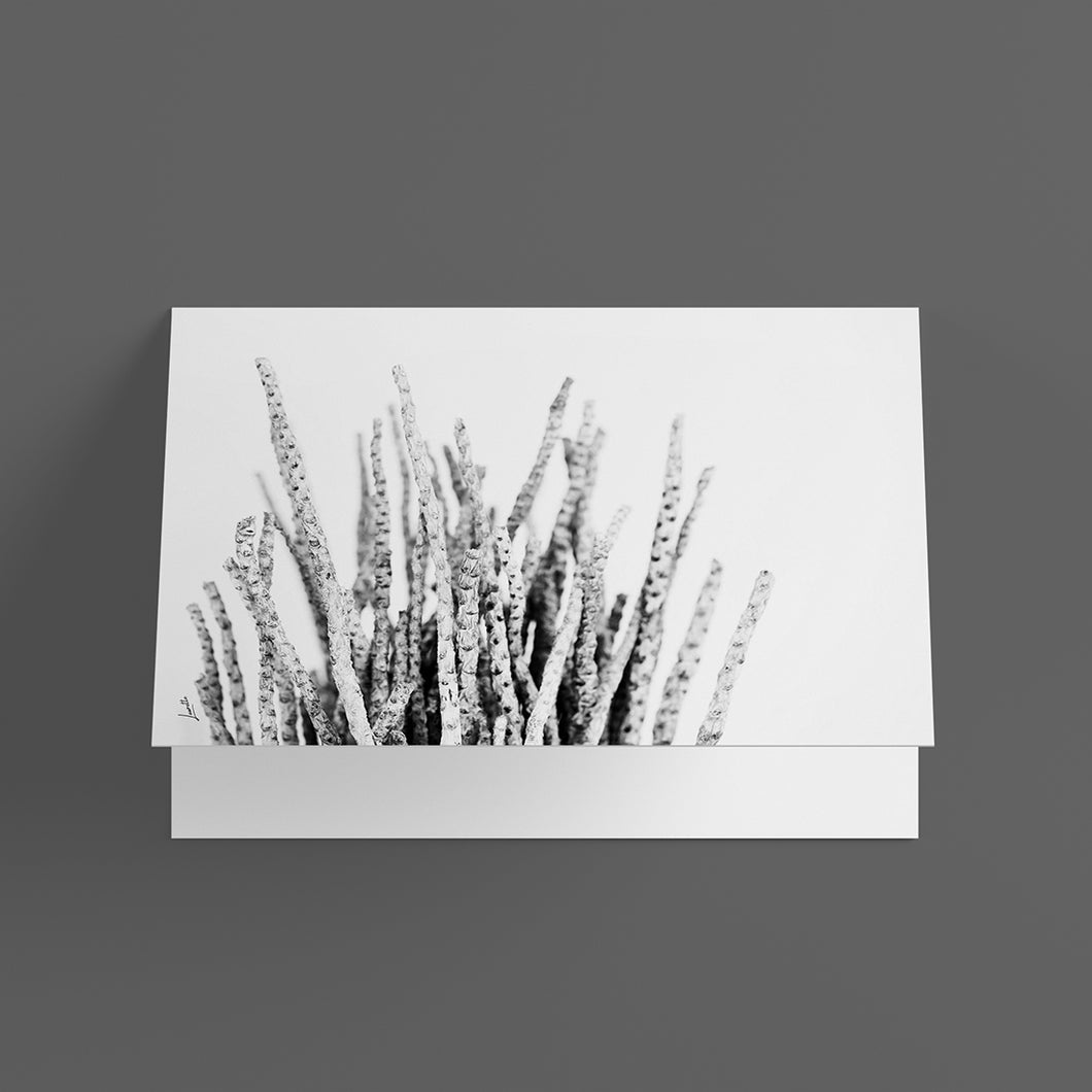 Gift Card - Dry