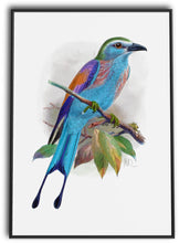 Load image into Gallery viewer, Art Print - Raquet Tailed Roller (A4)
