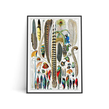 Load image into Gallery viewer, Art Print - Feathers (A4)
