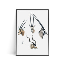 Load image into Gallery viewer, Art Print - Gemsbok and Kudu (A4)
