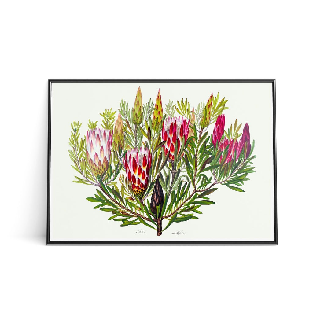 Art Print - (A3)