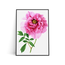 Load image into Gallery viewer, Art Print - Peony (A3)

