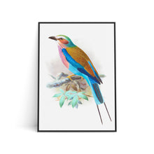 Load image into Gallery viewer, Art Print - Lilac Breasted Roller (A3)
