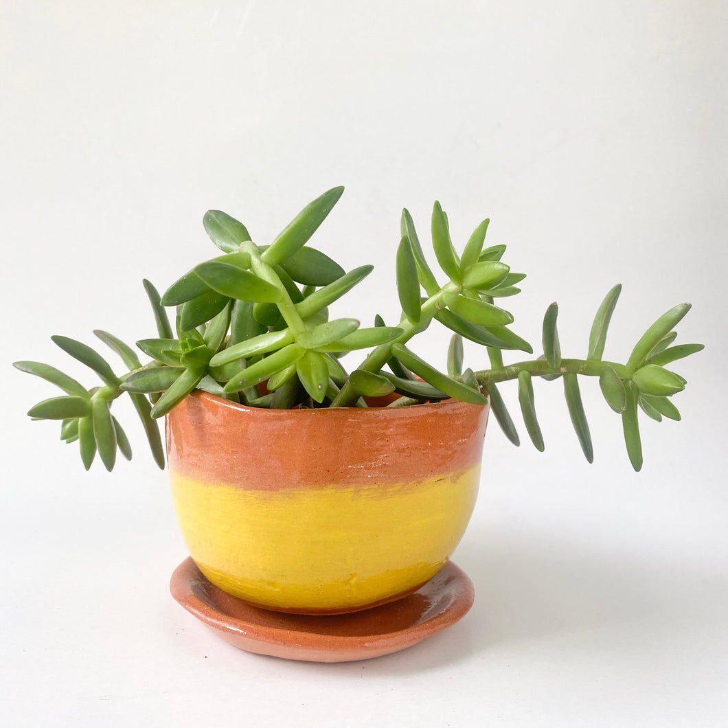 Ceramic Plant Pot - Terracotta and Yellow with base